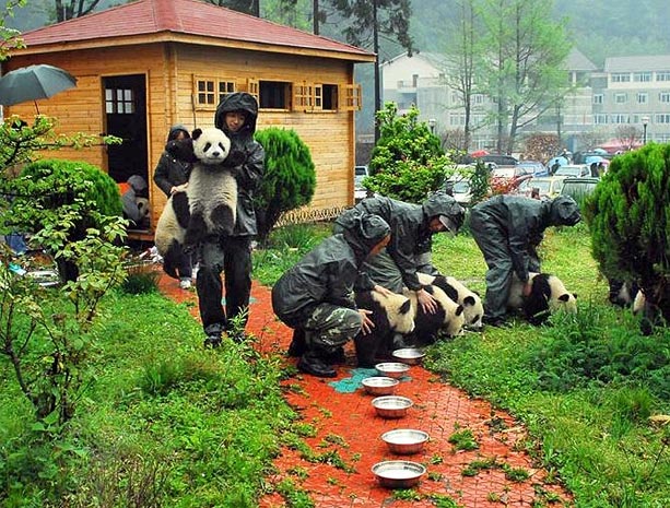 Pandas_resuced_China_earthquake_2