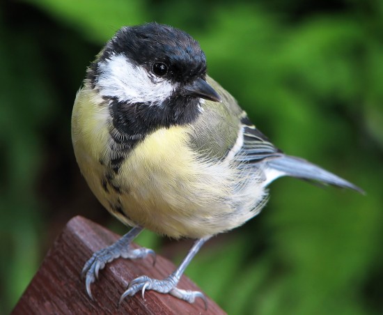 Zombie-tit-550x452