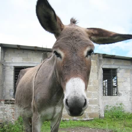 a98783_animal-arrested_3-donkey