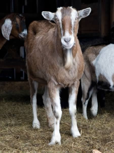 a98783_animal-arrested_2-goats