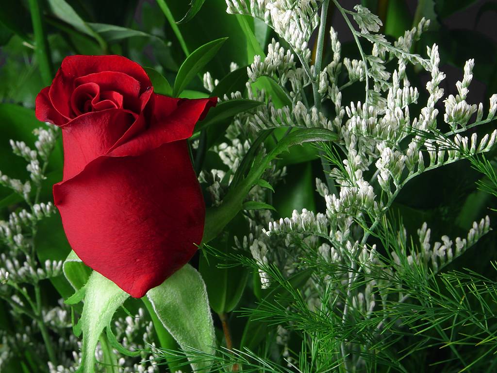 rose_3_bg_030703