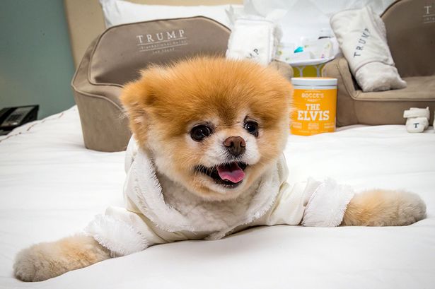 The-Worlds-Cutest-Dog