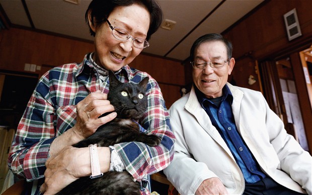 tsunami-cat_2908288b