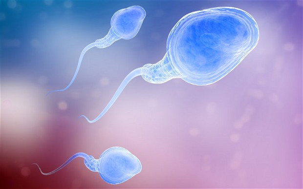 sperm_2898623b