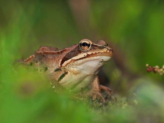 Blue-Moor-Frog2-550x412