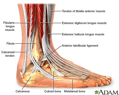 ankle-anatomy-19918