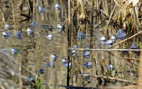 Blue-Moor-Frog5-550x345