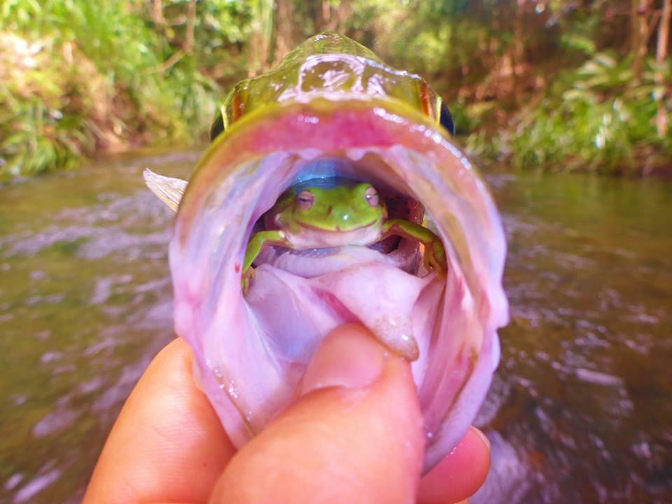 from-z-man-lures-australia-