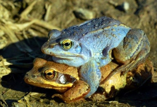 Blue-Moor-Frog3-550x376