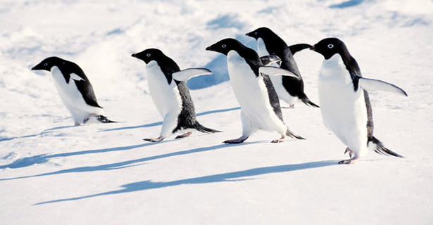 penguinflu-Antarctica_5-6-2014_146833_l-615x320