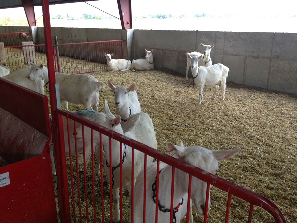 a98948_Spider goat
