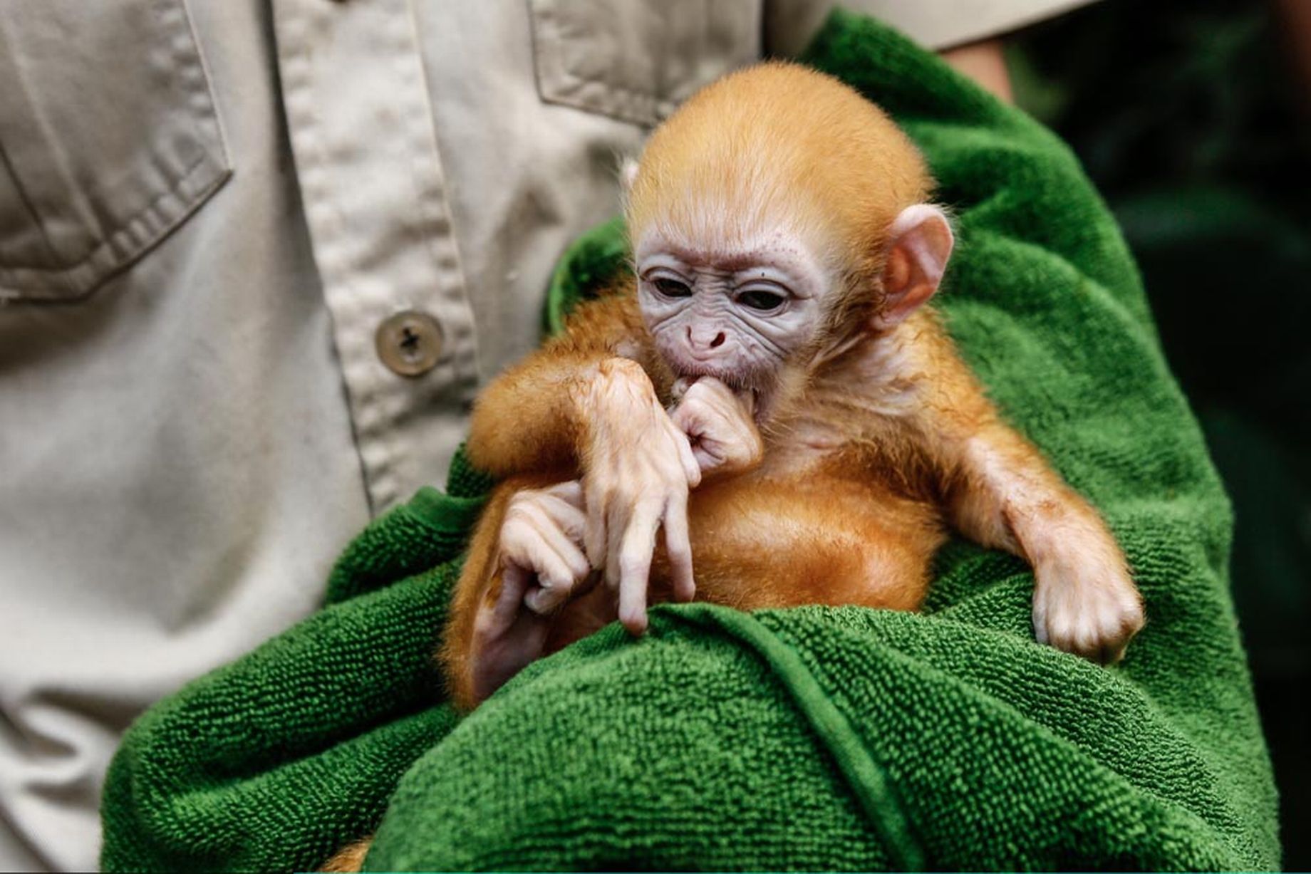 Baby-Langur