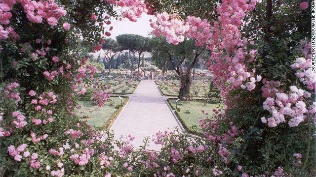 140529162942-europe-rose-gardens-dorothy-perkins-horizontal-gallery