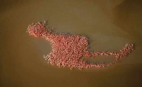 a98977_timing_3-flamingo