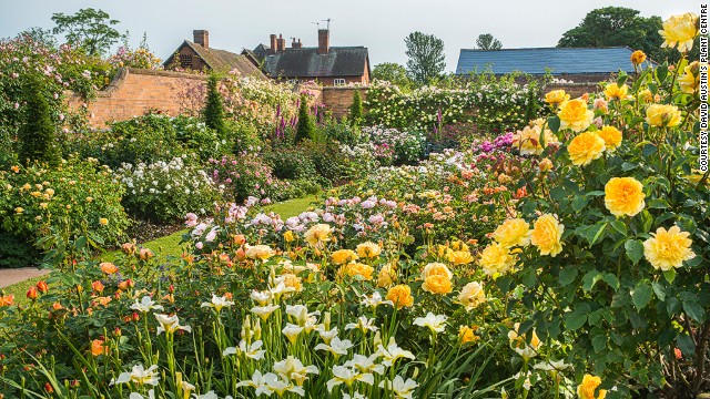 140529162123-europe-rose-gardens-david-austins-lion-garden-horizontal-gallery