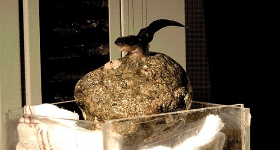 clingfish-550x294