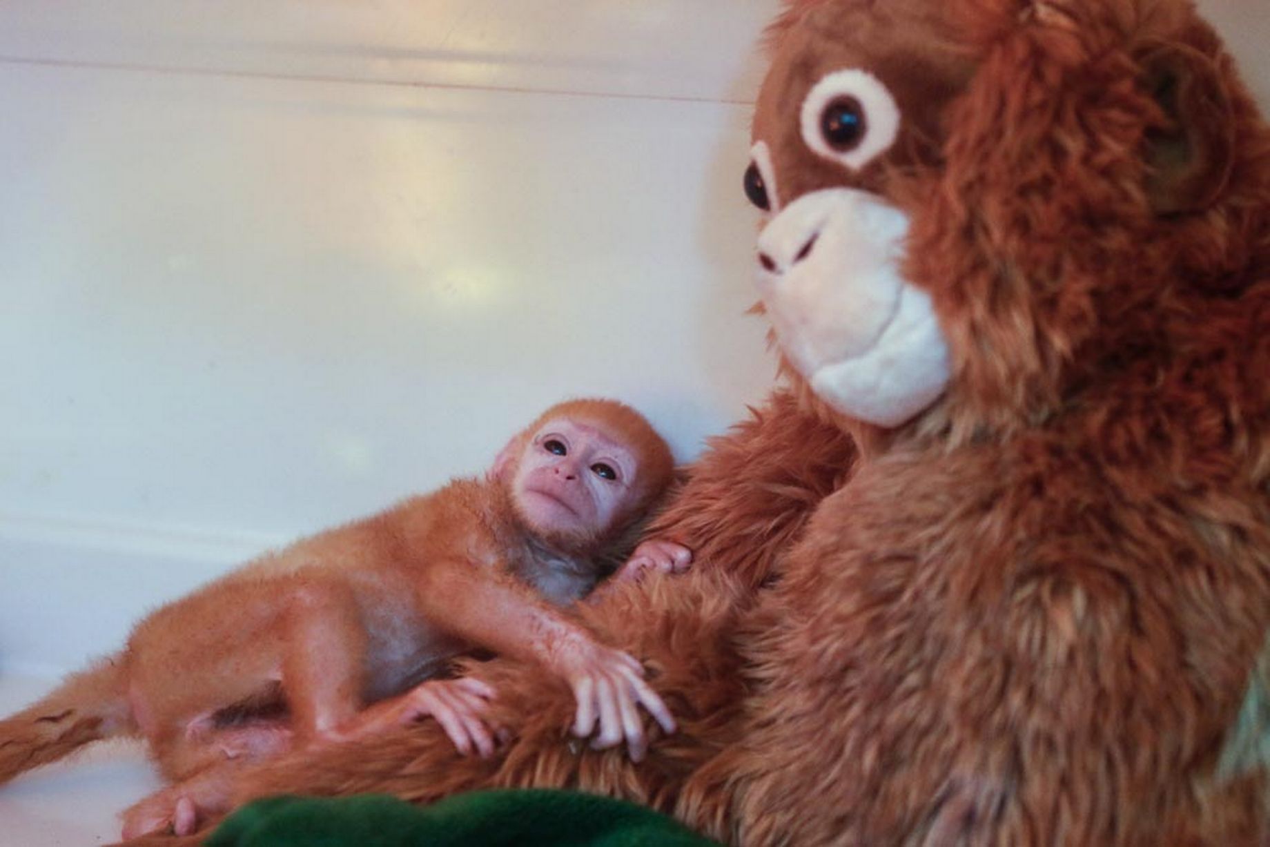 Baby-Langur..