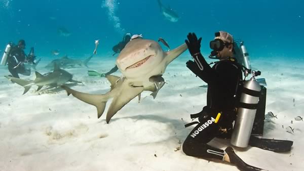 a98977_timing_1-shark-high-5