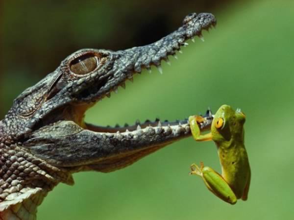 a98977_timing_4-alligator