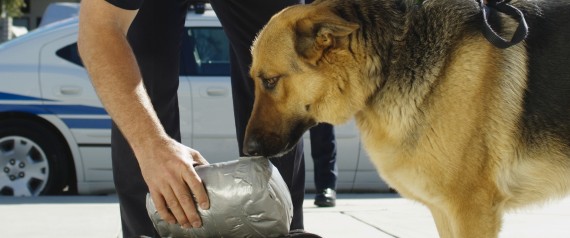 n-POLICE-DOG-large570
