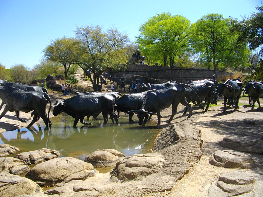 Cattle-Drive-Dallas-Texas-USA