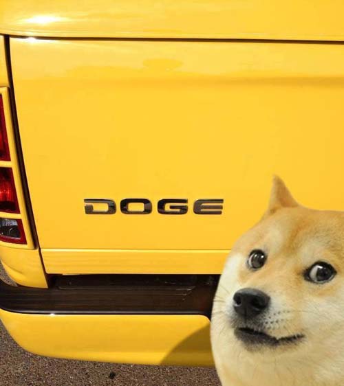 funniest-pictures-2013-doge