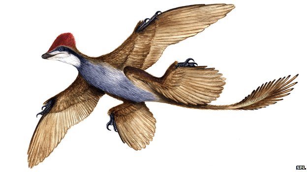_76258953_c0099727-microraptor_gui_di