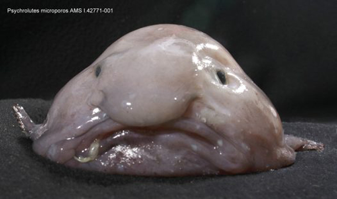 BlobFish