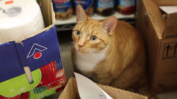 oliver-bodega-cat