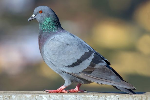 Pigeon