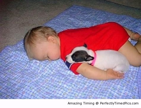 Adorable-Baby-puppies-resizecrop--