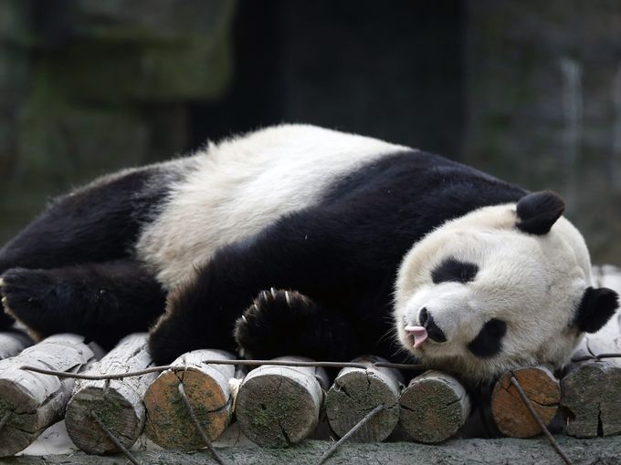 635570094258068909-1-EPA-CHINA-ZOO-PANDA