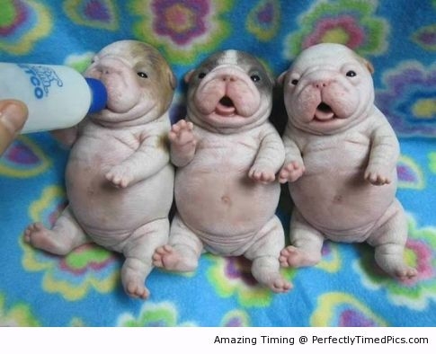 Adorable-Baby-puppies-resizecrop--