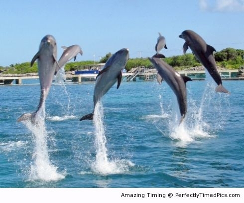 jumping-dolphins--resizecrop--