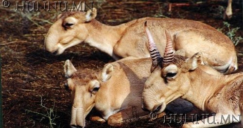 Монгол орны ховордсон амьтад