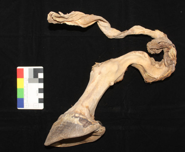 Archaeologist gives a glimpse into Mongolia’s first discovery of a mummified horse