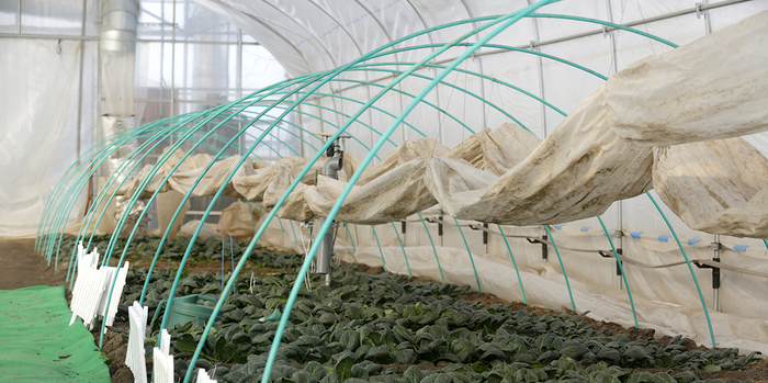 New greenhouses bring Mongolians fresh vegetables during winter