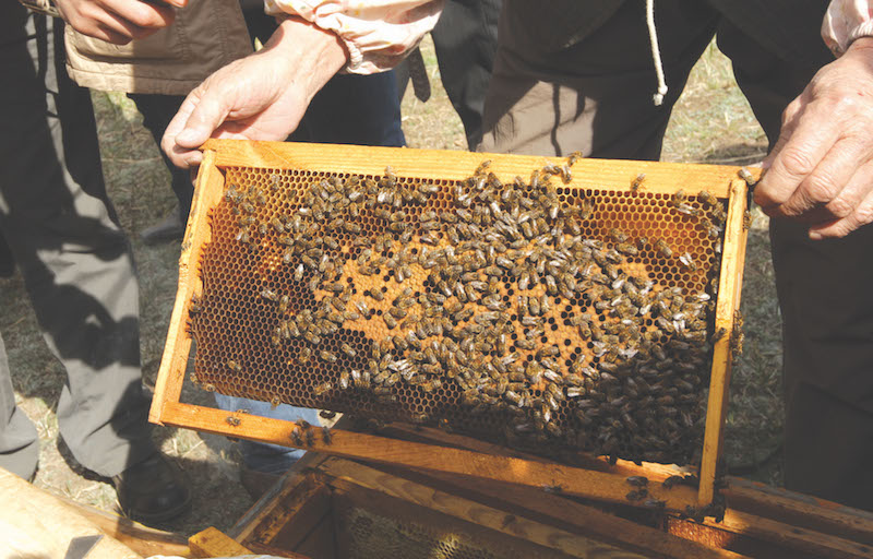 Honey farm to be constructed in Selenge Province