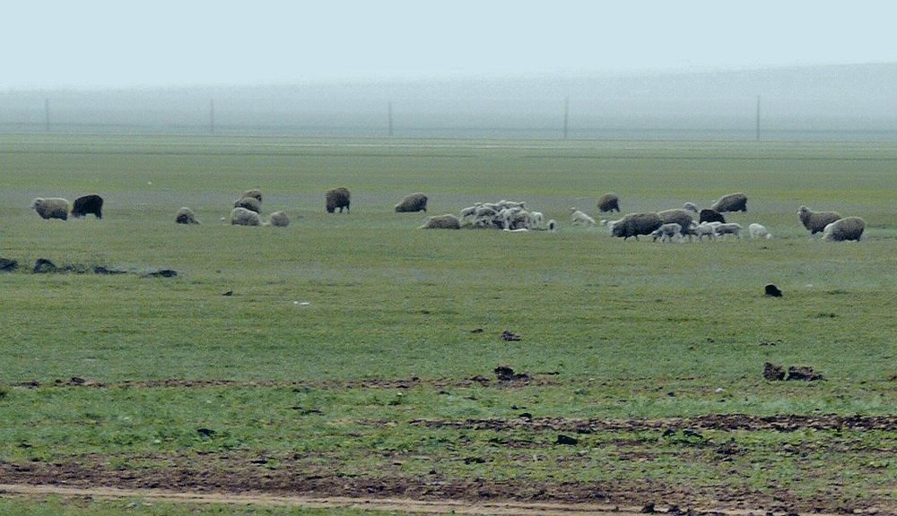 Халимагийн элсэн цөл малын бэлчээрийг үгүй хийж байна