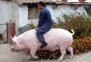 /24tsag/images/2015/11/6e6a43a8e1625782c4ca39c7cedb5d59/3ed91qhob2au1c9ihpov7dmnap