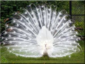 /24tsag/images/2015/5/2c24363d43f325b05cf6861ae3a92d28/1c4gr3qgvj4mo5ptk63bhqib98