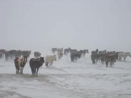 цасан шуурга.1