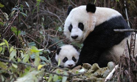 Pandas-010