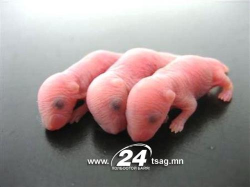 226641-mice-1312785233-829-640x480