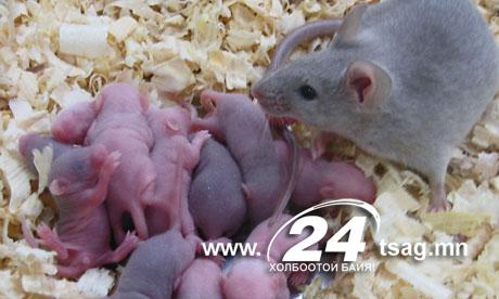 226641-mice-1312785233-829-640x480