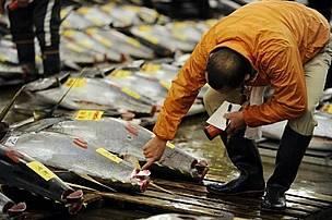 tuna_9_423452