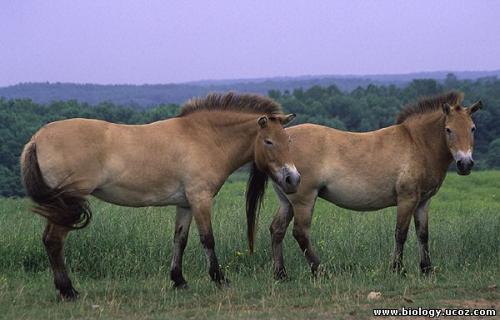 Przewalskiswildhorse