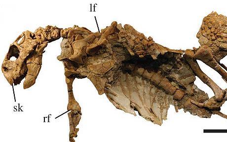 Psittacosaurus_1425038c Psittacosaurus_1425038c
