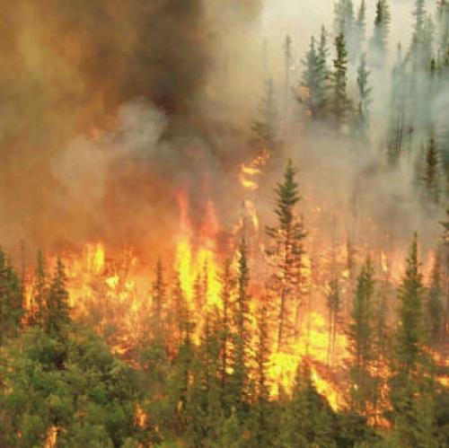 527-1334296221forest_fire 527-1334296221forest_fire
