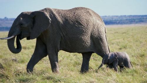 _60169522_african_elephant_11
